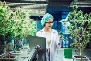 Projected Growth in CBD Medical Marijuana Jobs